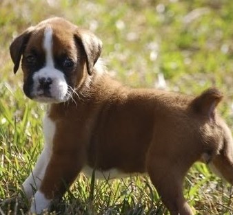 boxer male puppy price in ahmedabad