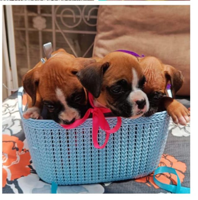 Boxer puppies price in jaipur