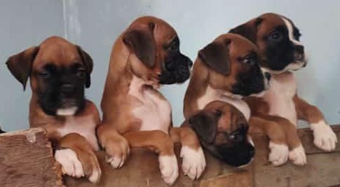 Boxer male price in jaipur