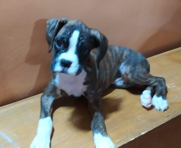 Boxer puppy price in jaipur