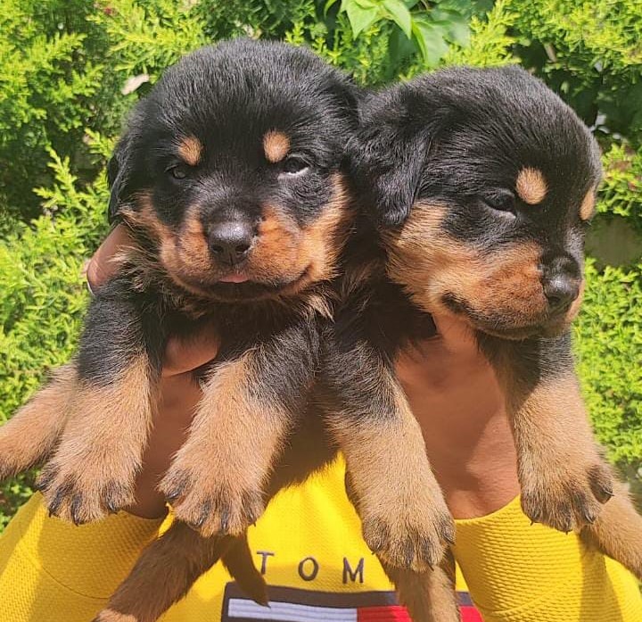 Rottweiler Puppies sale in Bangalore
