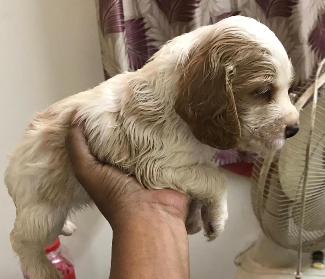 Cocker Spaniel male price in Kolkata 