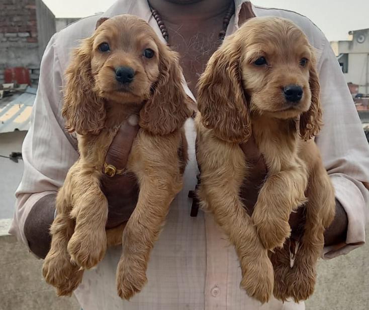 Cocker Spaniel price in jaipur