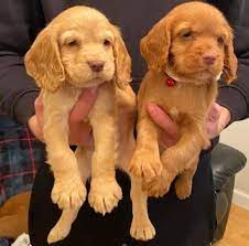 Buy Cocker Spaniel online in jaipur