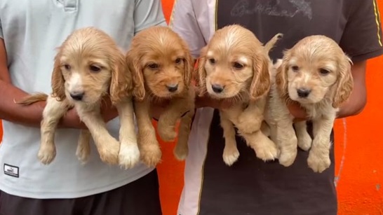 Cocker Spaniel puppies price in jaipur