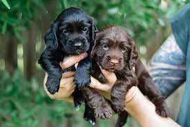 Cocker Spaniel female price in jaipur