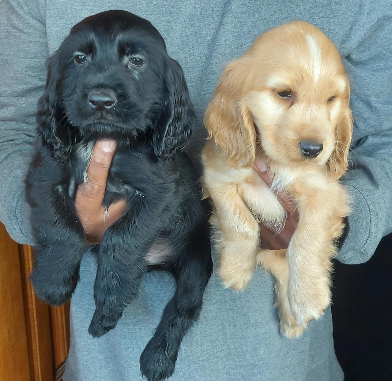 Cocker Spaniel for sale online in jaipur