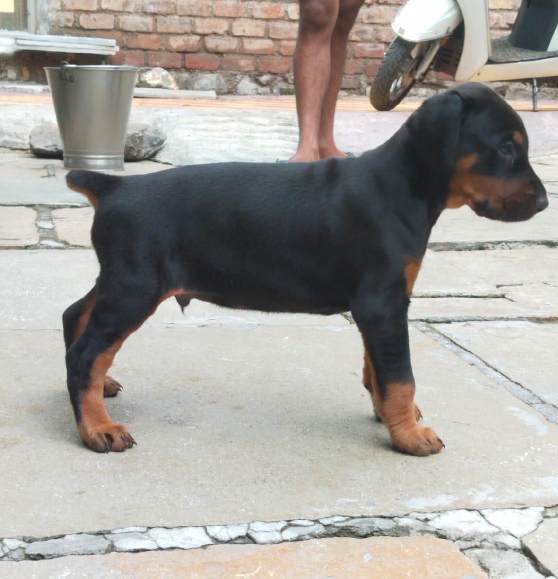 doberman male price in Ahmedabad 