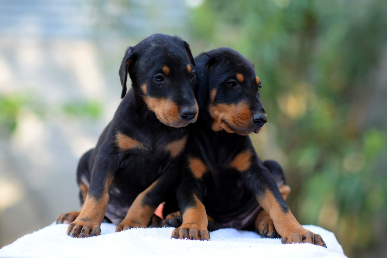 Doberman dog price in goa