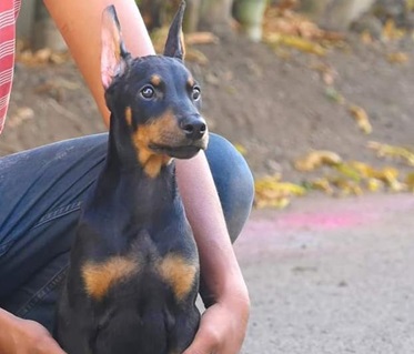 Doberman male price in jaipur