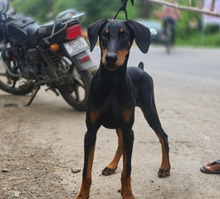 Doberman female price in jaipur