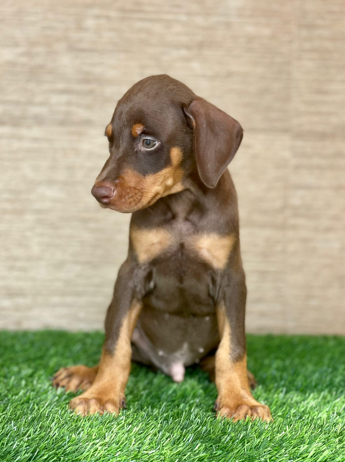 Doberman dog price in hyderabad