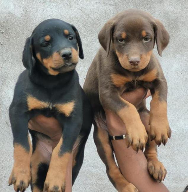 Doberman Puppies Available
for sale Bangalore
