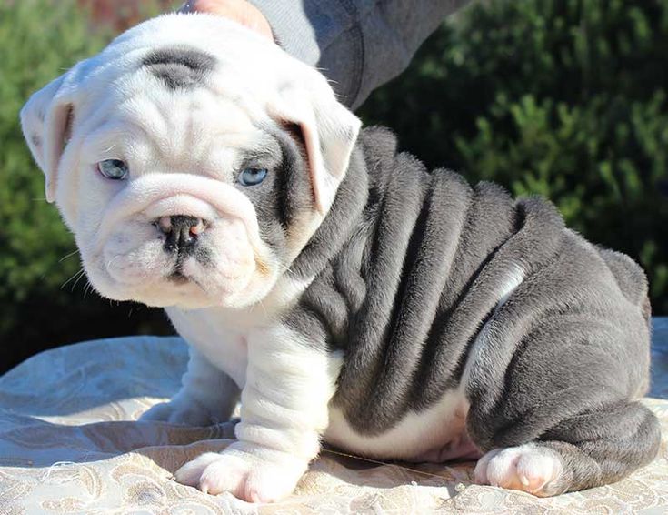 English Bulldogfor sale online in India