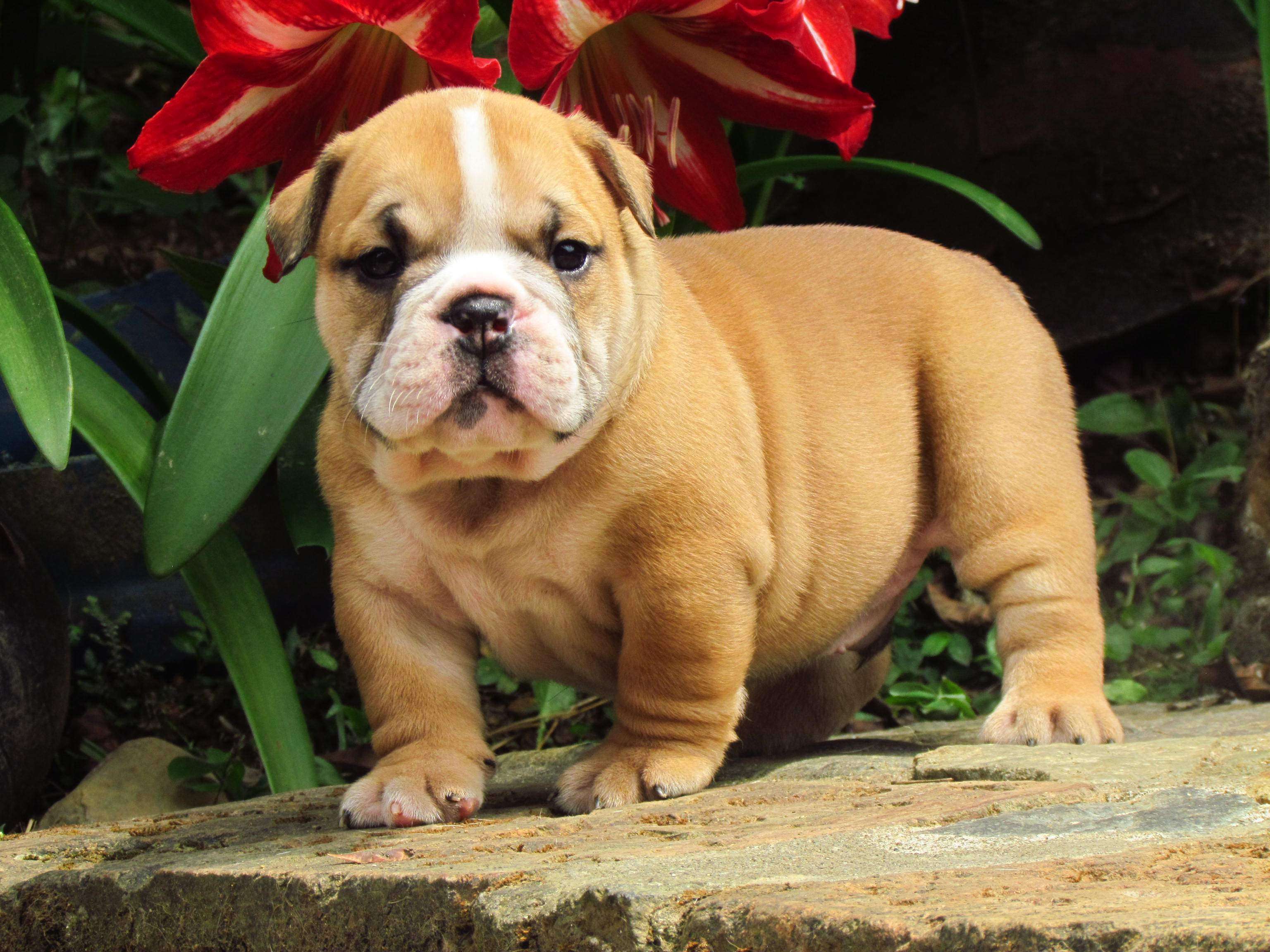 English Bulldog price in jaipur