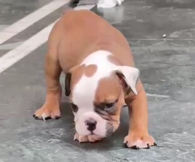 English Bulldog male price in jaipur