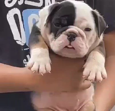 English Bulldog female price in jaipur