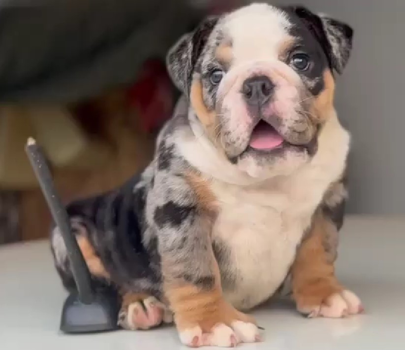 buy English Bulldog online in jaipur