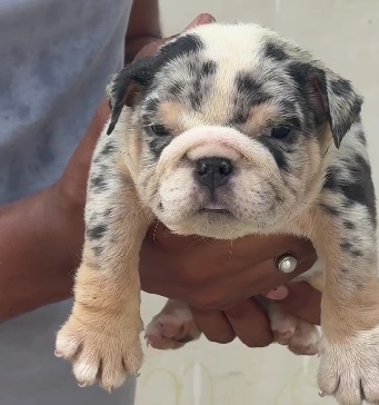 English Bulldog for sale online in jaipur