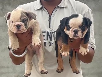 English Bulldog puppies price in jaipur