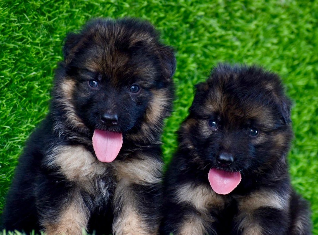 German Shepherd male price in jaipur