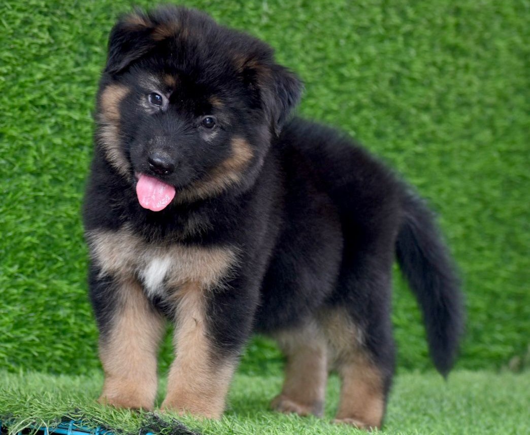 German Shepherd female price in jaipur