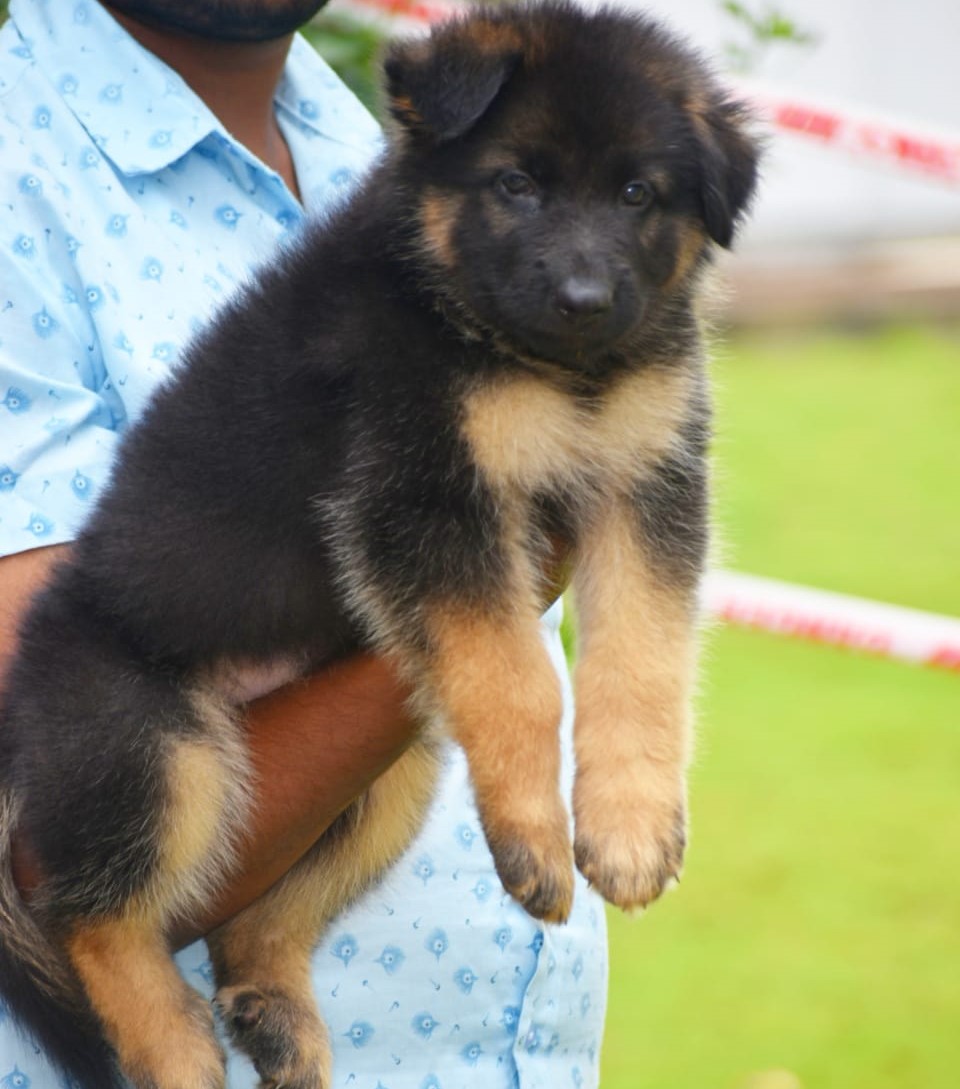 German Shepherd puppies price in jaipur