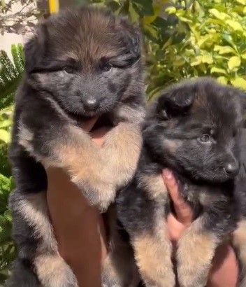 German Shepherd puppies price in jaipur