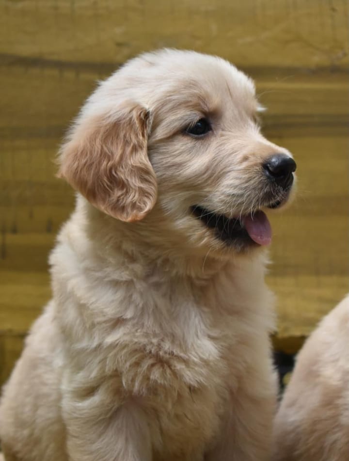 Golden retriever female price in goa