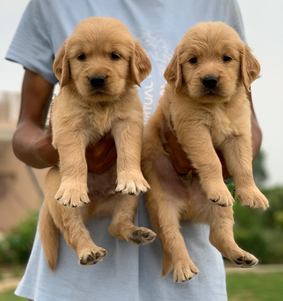 Golden Retriever price in jaipur