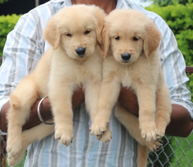 Golden Retriever buy online in jaipur