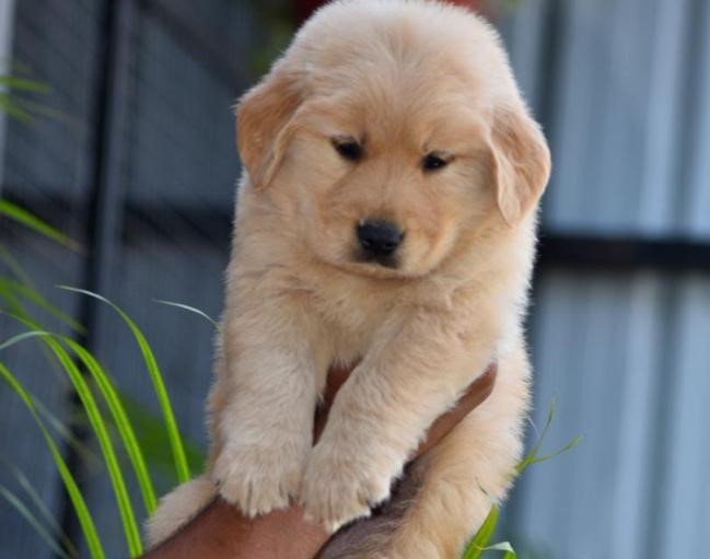 Golden Retriever male price in jaipur