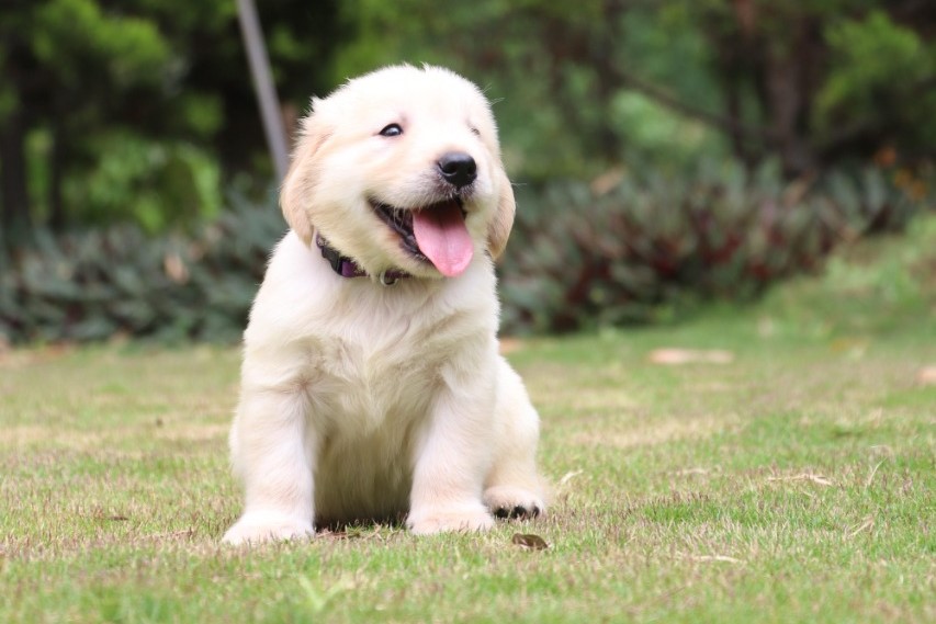 Golden Retriever female price in jaipur