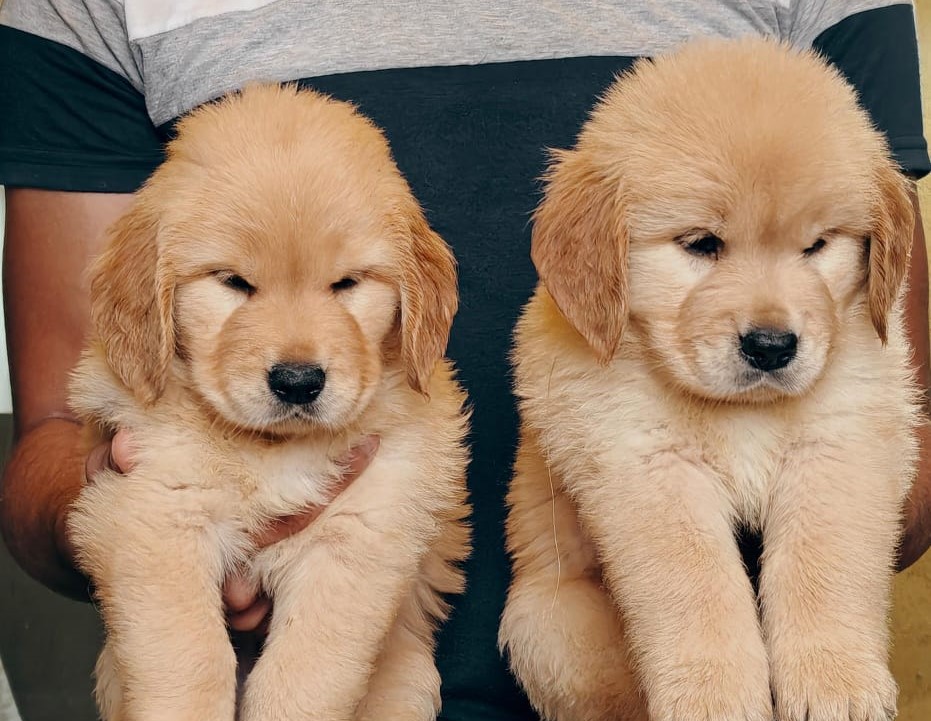 Golden Retriever pet store online in jaipur