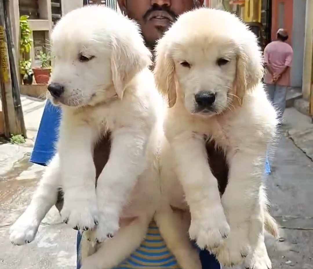 Golden Retrieverfor sale online in jaipur