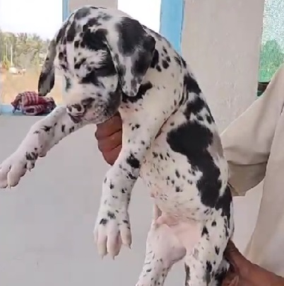 Great Dane female price in jaipur