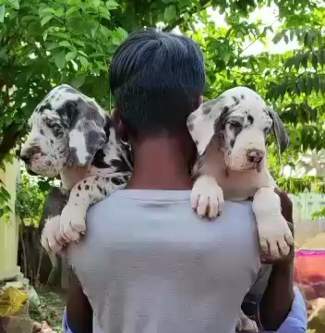 Great Dane puppy price in jaipur