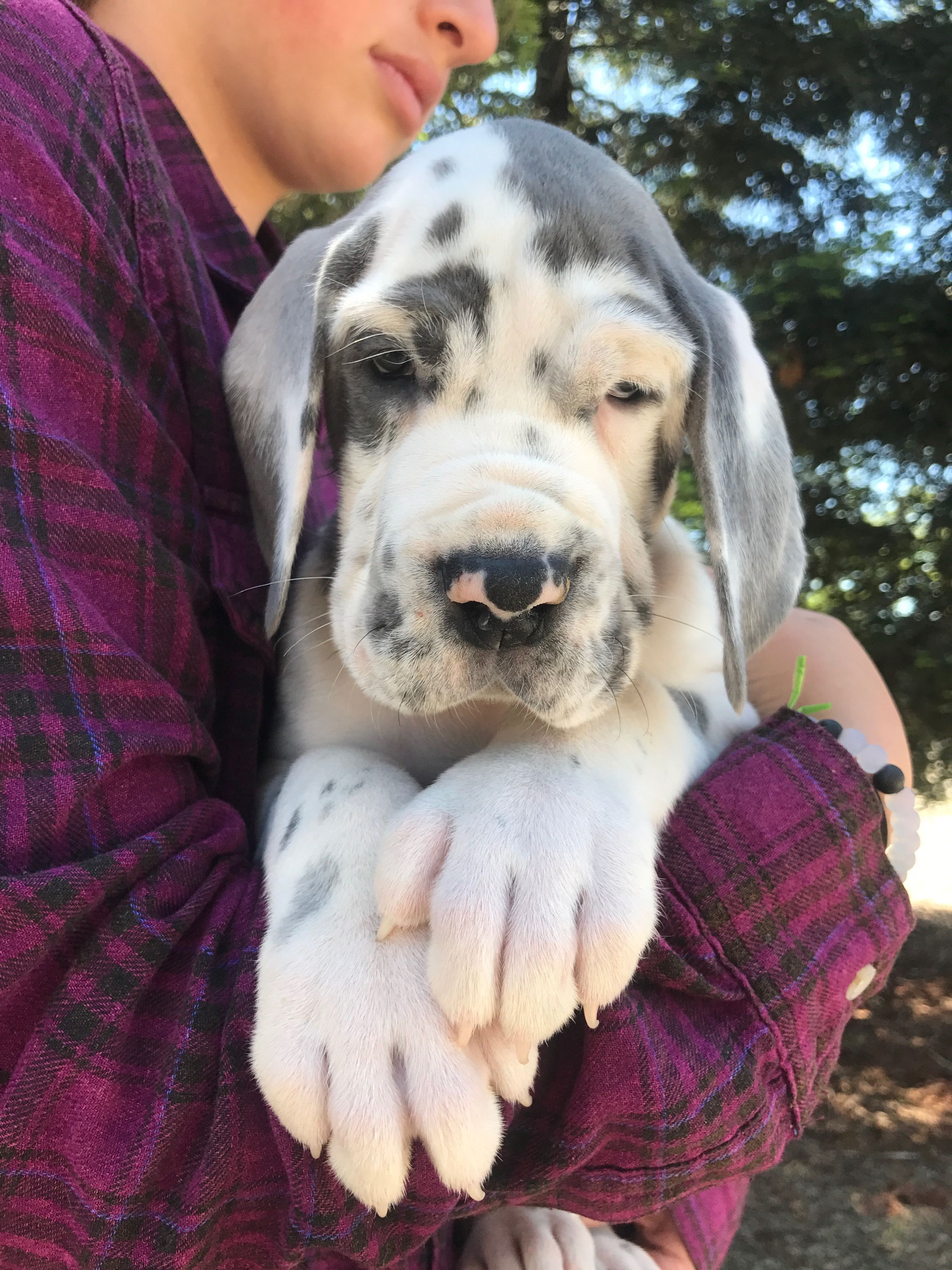 Great Dane for sale online in hyderabad