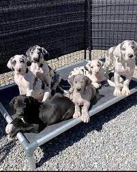 great dane puppies price in ahmedabad