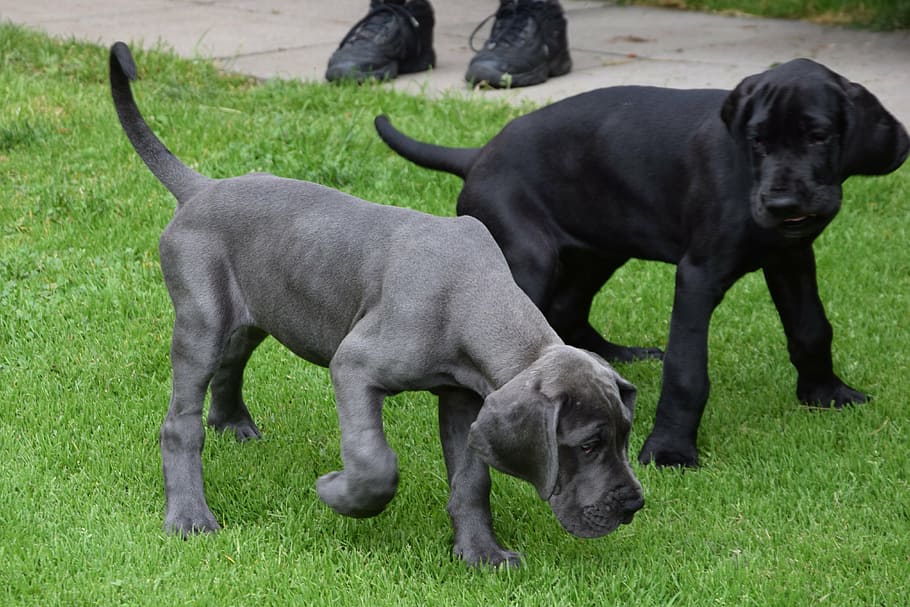 Great Dane female price in Kolkata 