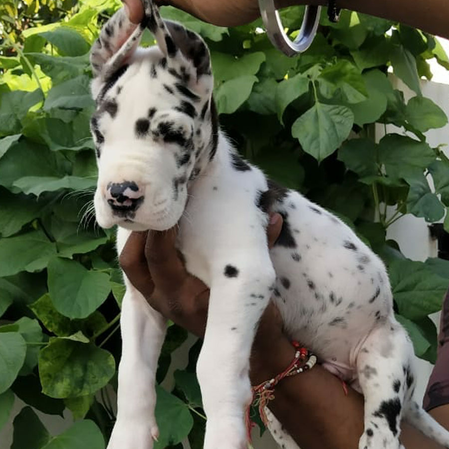 Great Dane dog price n India