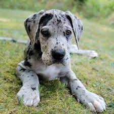 Great Dane female price in hyderabad