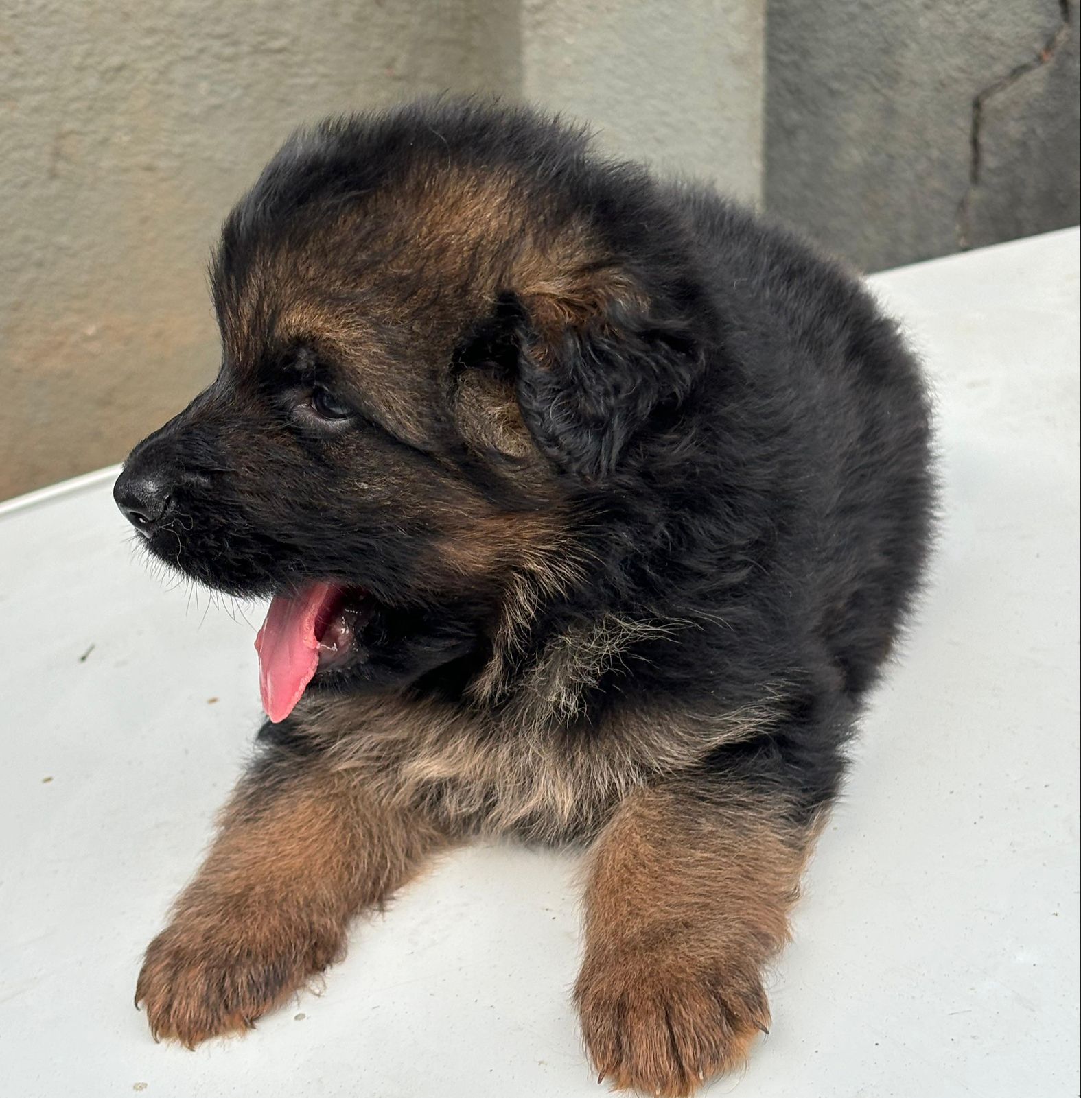 German-Shepherd price in hyderabad