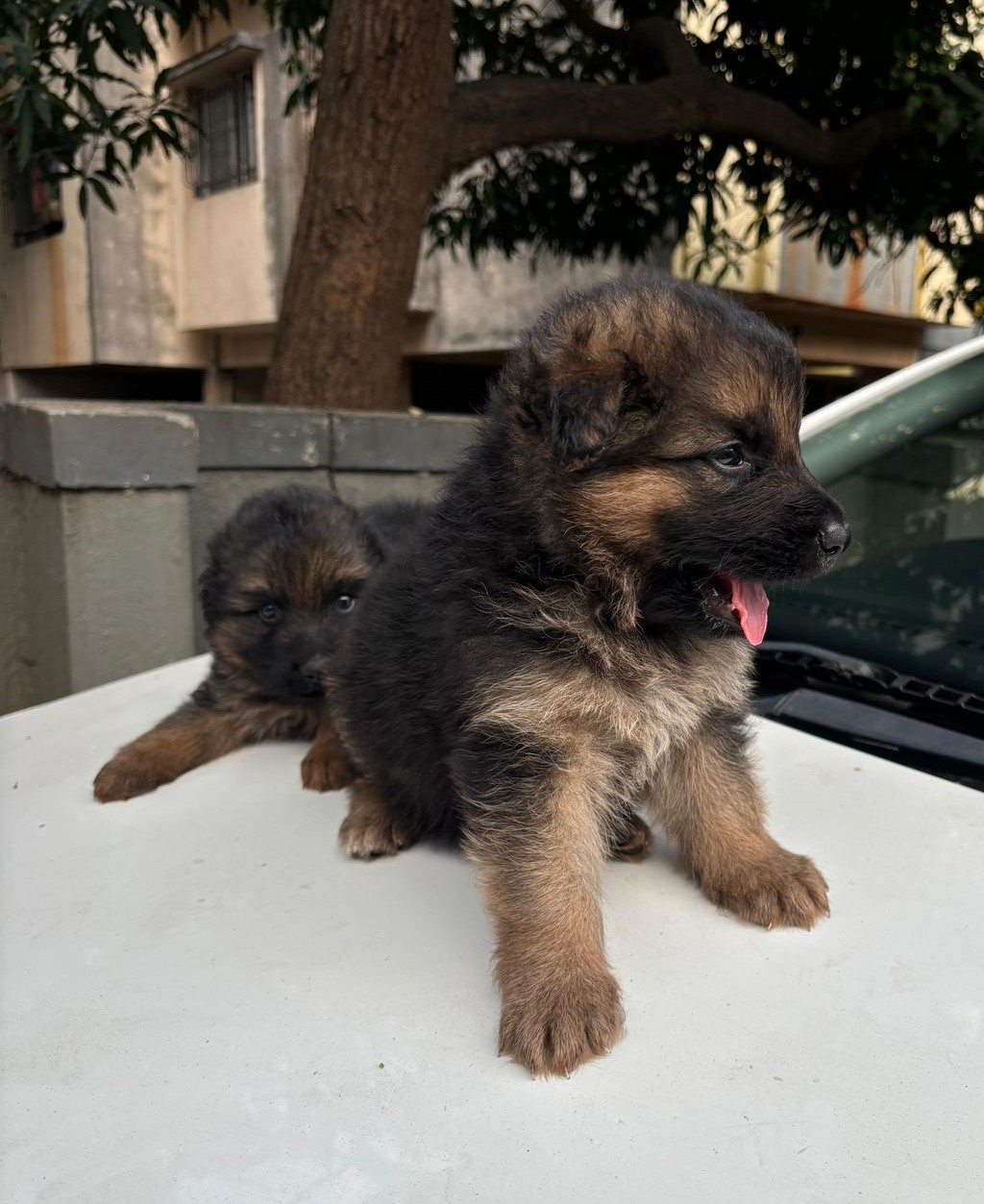 German-Shepherd price in hyderabad