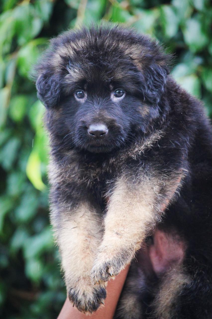 German Shepherd male puppy price in Mumbai 