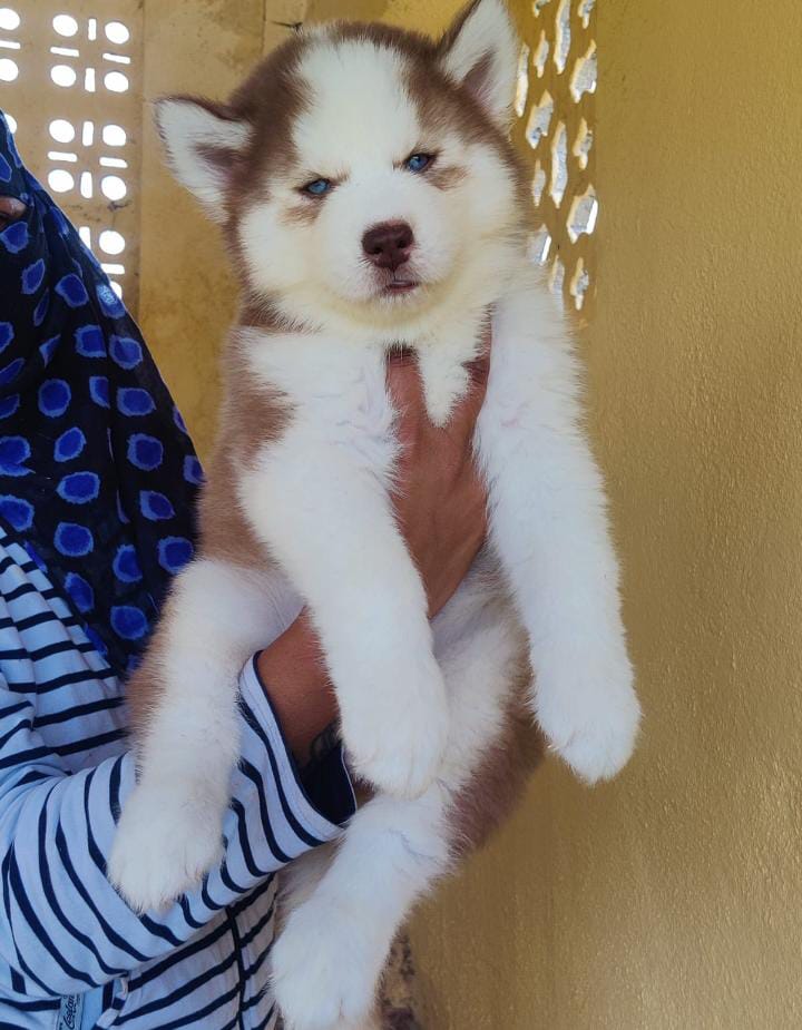 Siberian Husky male price in goa