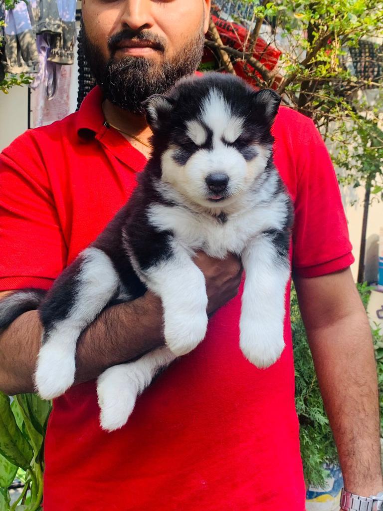 Siberian-Husky female price in hyderabad