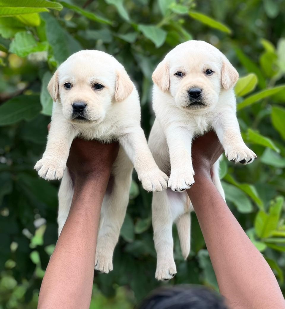 Labrador retriever price in goa