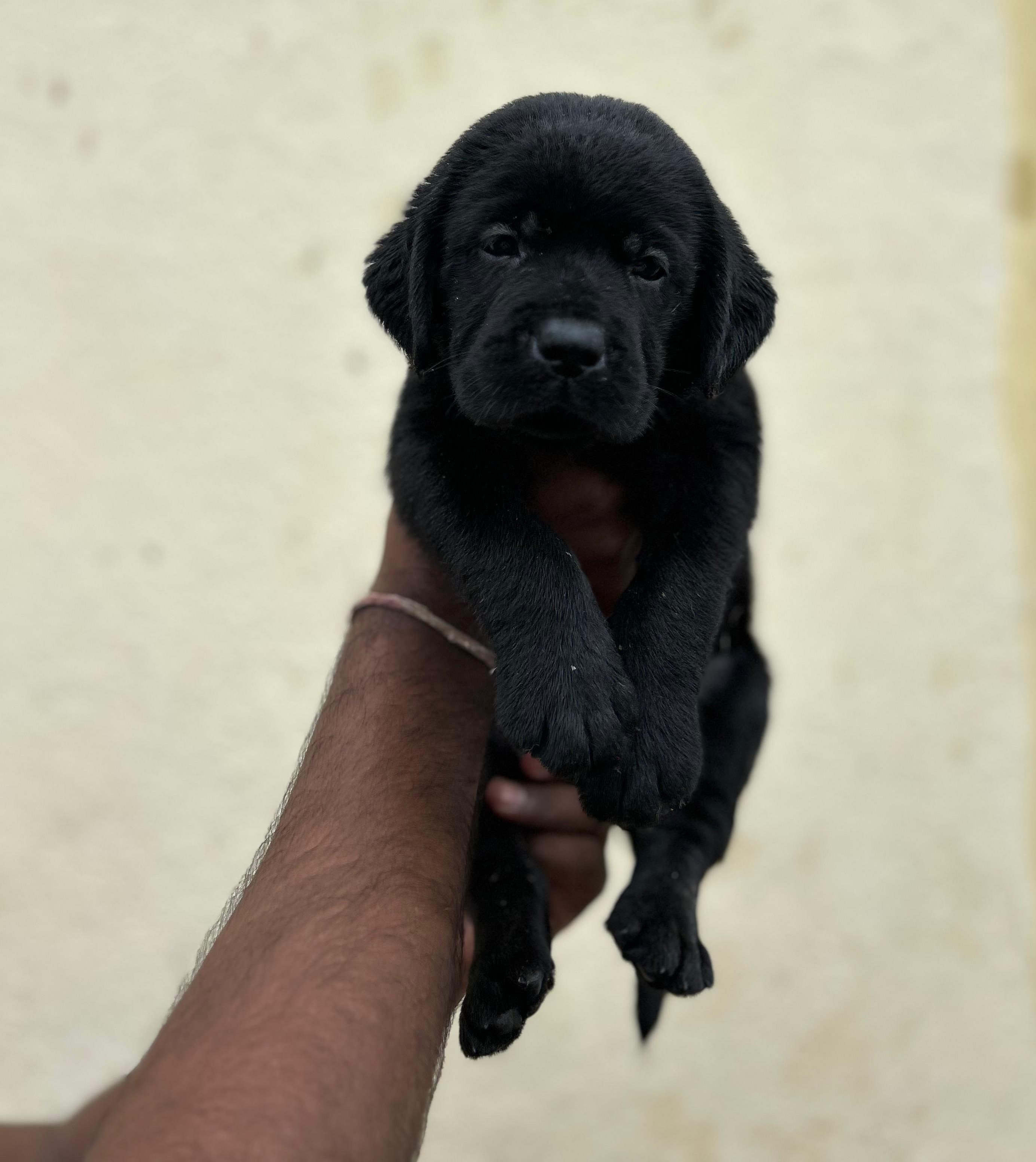 labrador retriever dog price in goa