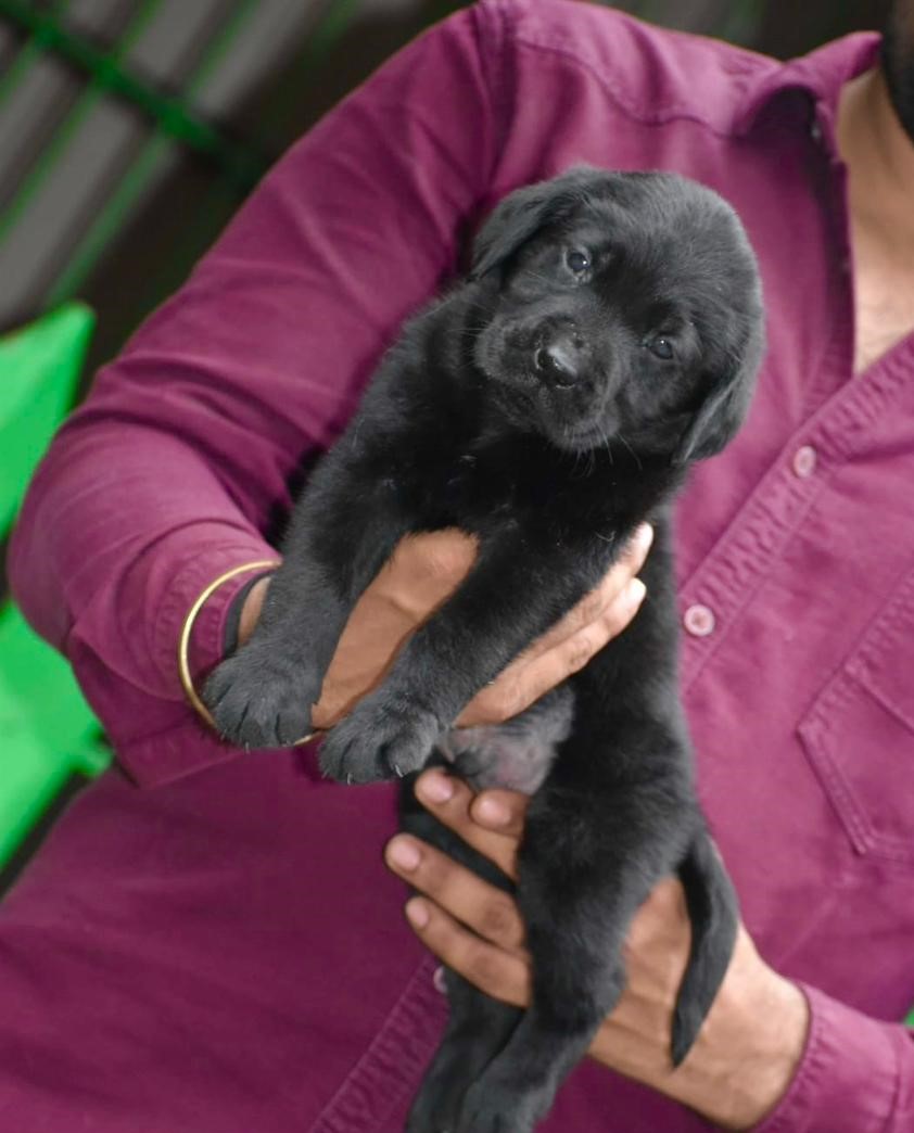 labrador retriever online sale in goa